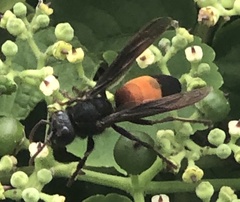 Vespa affinis