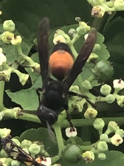 Vespa affinis