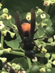 Vespa affinis
