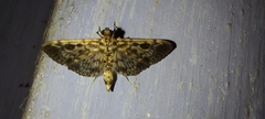 Rhimphaliodes macrostigma