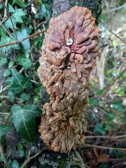 Hypocreopsis rhododendri