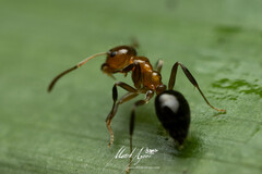 Prolasius convexus