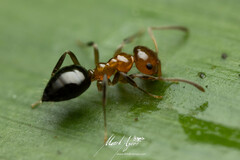 Prolasius convexus