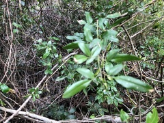 Jasminum didymum racemosum