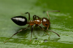 Prolasius convexus