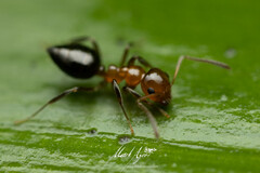 Prolasius convexus