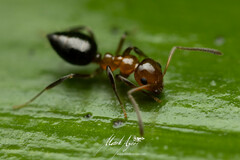 Prolasius convexus