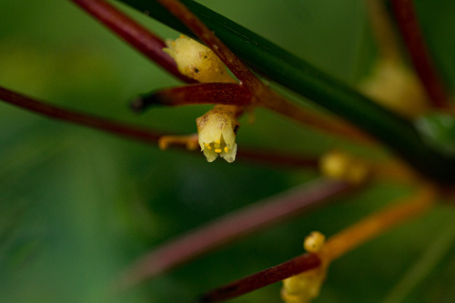 Cuscuta kilimanjari image