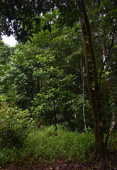 Cyrtococcum oxyphyllum