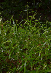 Cyrtococcum oxyphyllum