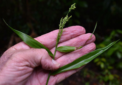 Cyrtococcum oxyphyllum