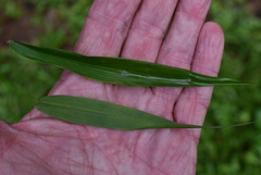 Cyrtococcum oxyphyllum