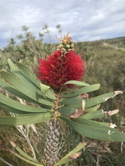 Melaleuca glauca
