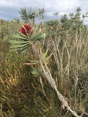 Melaleuca glauca