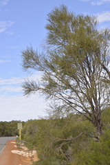 Melaleuca eleuterostachya