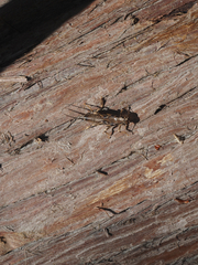 Hesperoperla pacifica