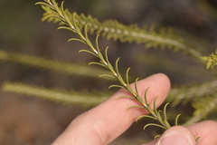 Melaleuca eleuterostachya