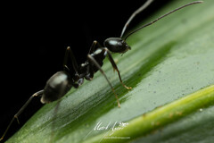 Leptomyrmex burwelli