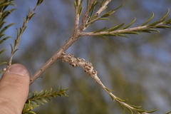 Melaleuca eleuterostachya