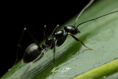 Leptomyrmex burwelli