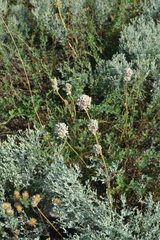 Allium lineare