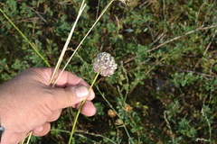 Allium lineare
