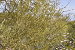 Melaleuca eleuterostachya