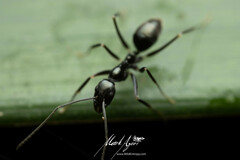 Leptomyrmex burwelli
