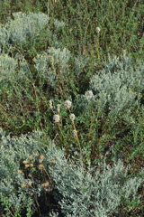 Allium lineare