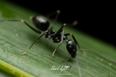 Leptomyrmex burwelli