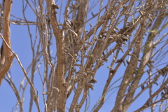 Melaleuca eleuterostachya