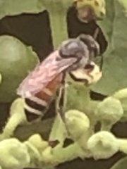 Apis florea