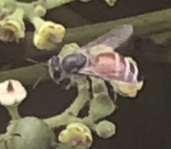 Apis florea
