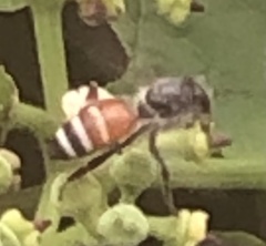 Apis florea