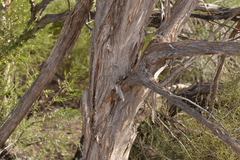 Melaleuca eleuterostachya