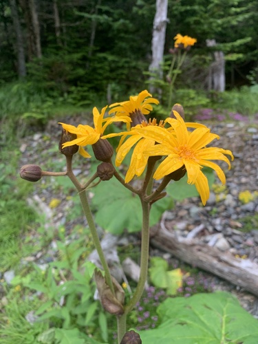 Ligularia dentata
