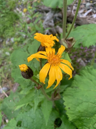 Ligularia dentata
