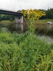 Senecio sarracenicus