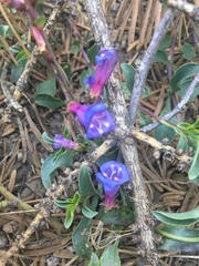 Penstemon azureus