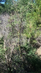 Ceanothus leucodermis