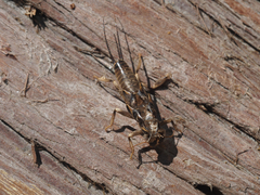 Hesperoperla pacifica