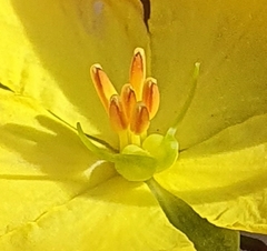 Hibbertia cistiflora
