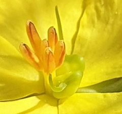 Hibbertia cistiflora