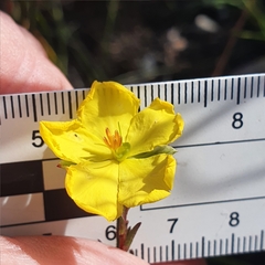 Hibbertia cistiflora