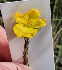 Hibbertia cistiflora