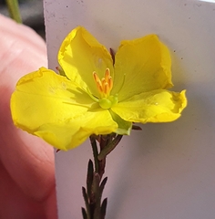 Hibbertia cistiflora