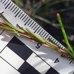 Hibbertia cistiflora