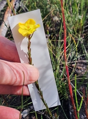 Hibbertia cistiflora
