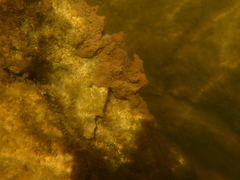Spongilla lacustris