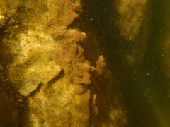 Spongilla lacustris